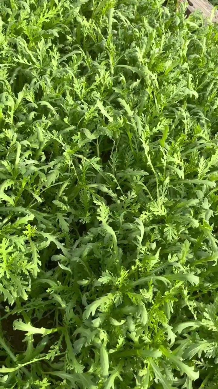 茼蒿菜种植技术