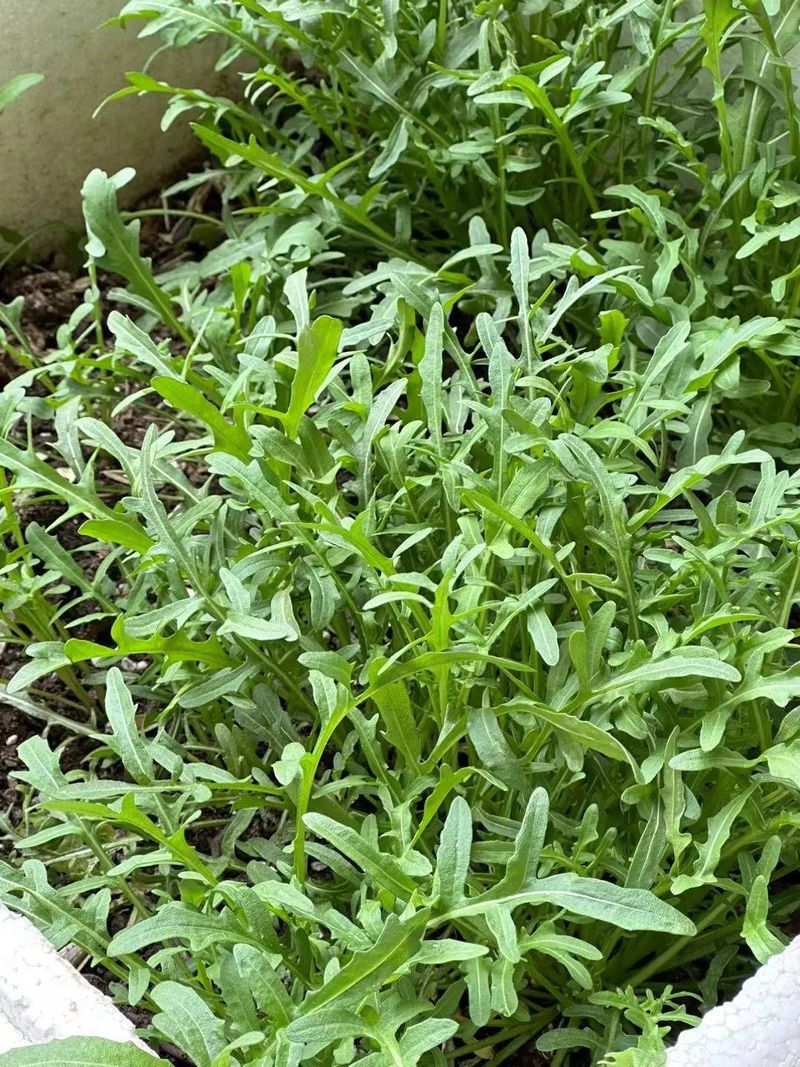 茼蒿菜种植技术