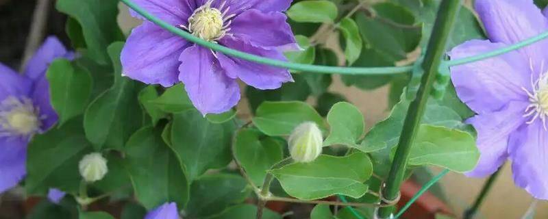 铁线莲种植方法