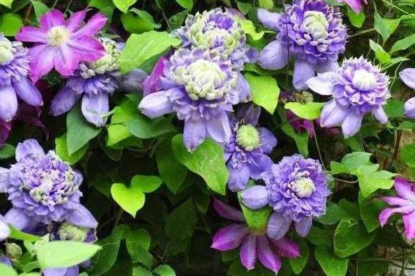 铁线莲种植方法