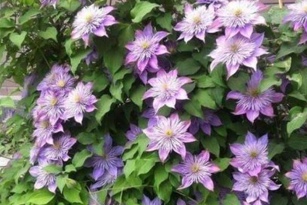 铁线莲种植方法