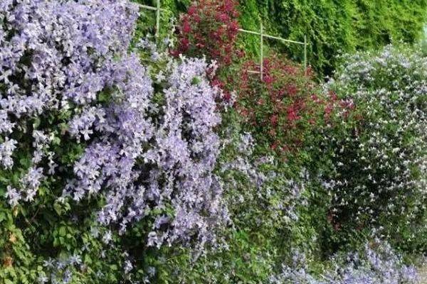 铁线莲种植方法