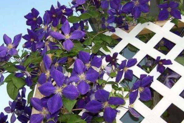 铁线莲种植方法