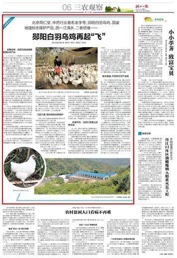 郧阳白羽乌鸡几经沉浮再起“飞” 5年后产值有望达100亿