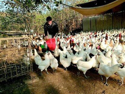 白羽乌鸡养殖成本与利润