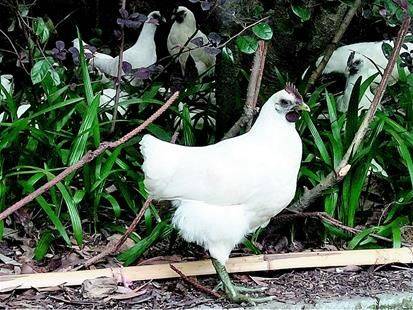 白羽乌鸡养殖成本与利润