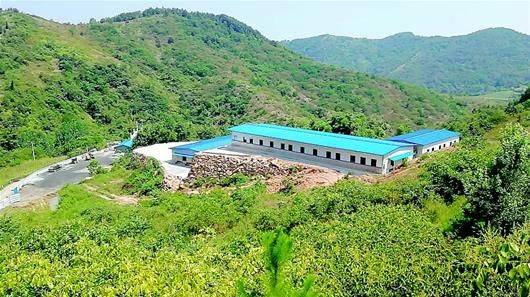 白羽乌鸡养殖成本与利润