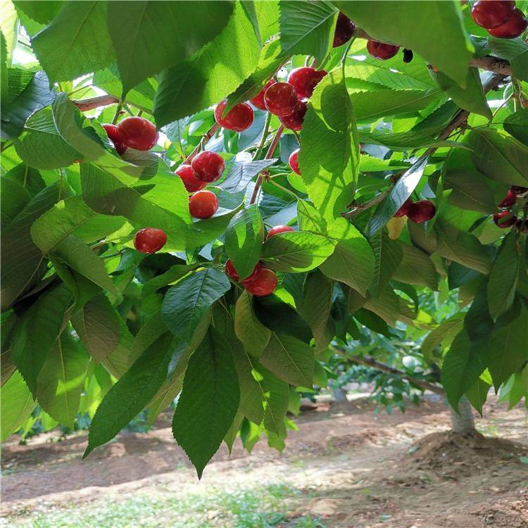 香樟树的种植技术