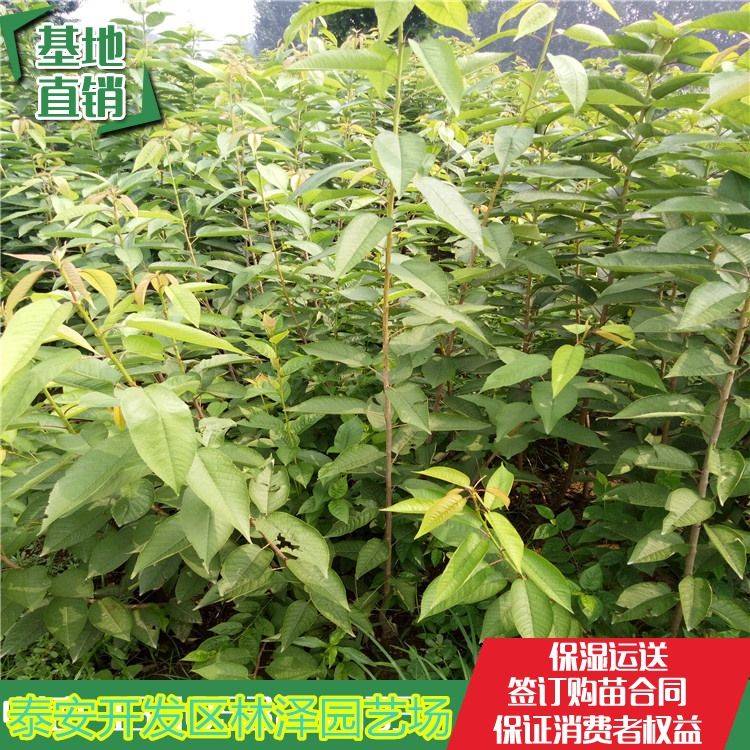 香樟树的种植技术