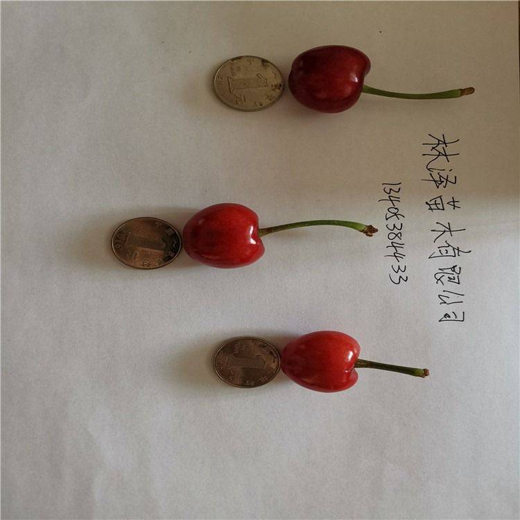 香樟树的种植技术