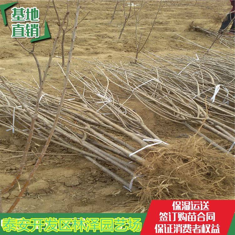 香樟树的种植技术