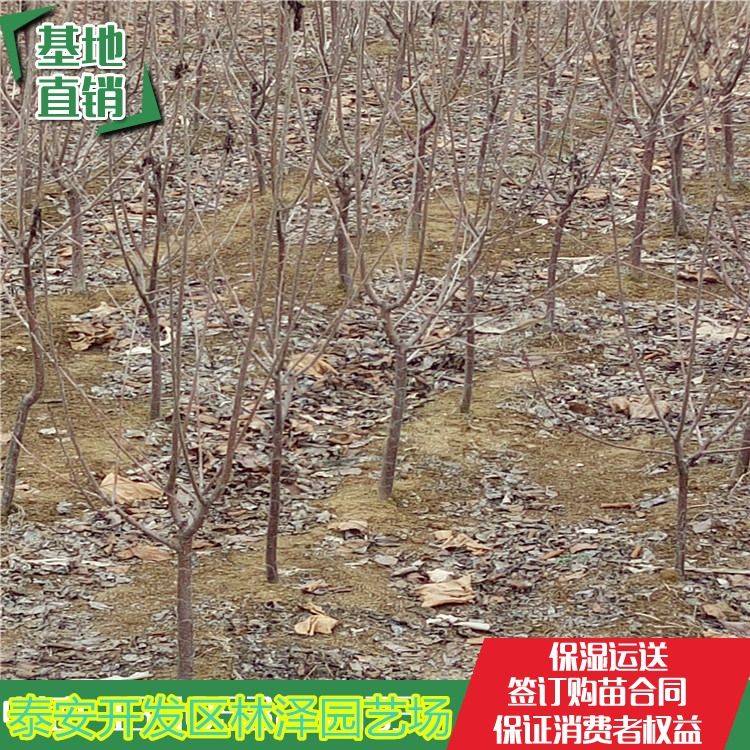 香樟树的种植技术