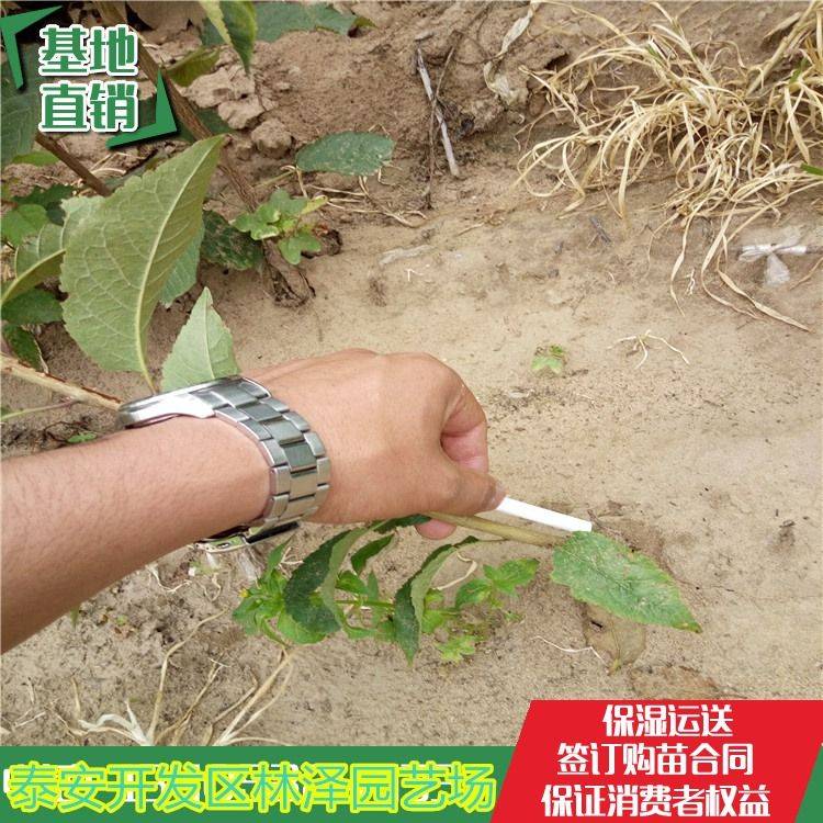 香樟树的种植技术