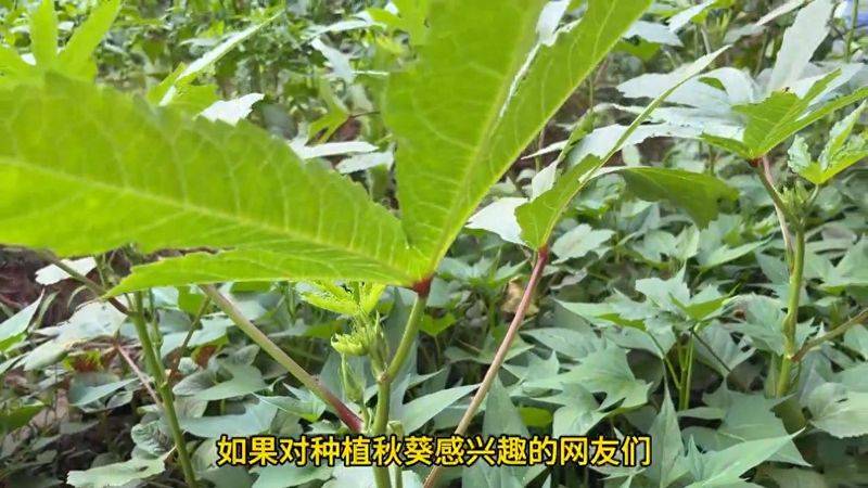 大花秋葵种植方法