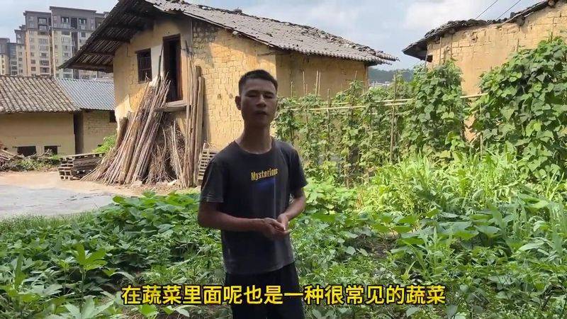 大花秋葵种植方法