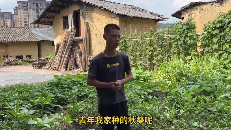 大花秋葵种植方法