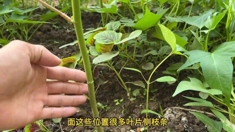 大花秋葵种植方法