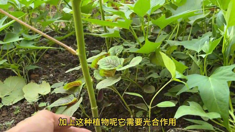 大花秋葵种植方法