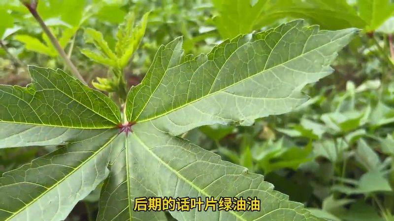 大花秋葵种植方法