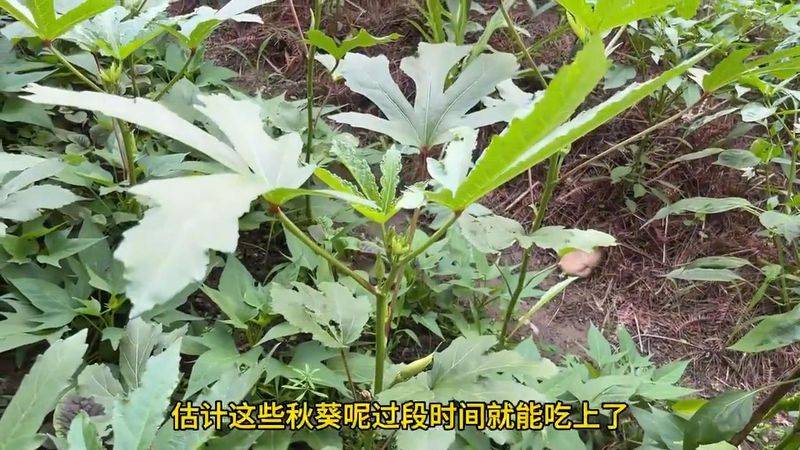 大花秋葵种植方法