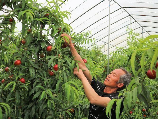中国最具种植前景水果