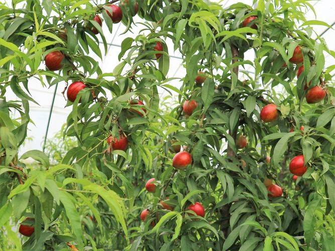 中国最具种植前景水果