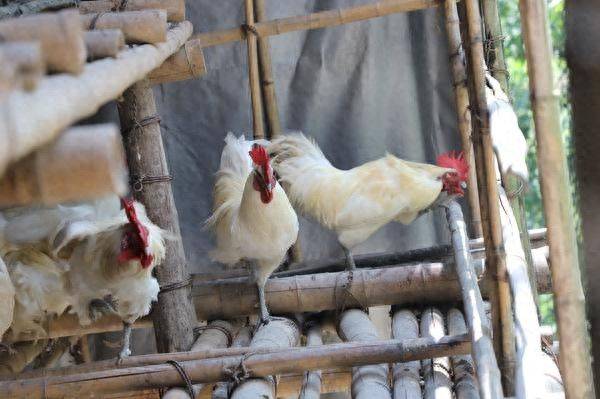 白羽乌鸡养殖成本与利润