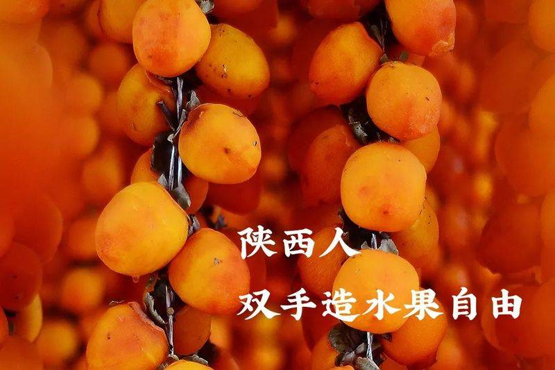 中国最具种植前景水果