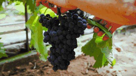 中国最具种植前景水果