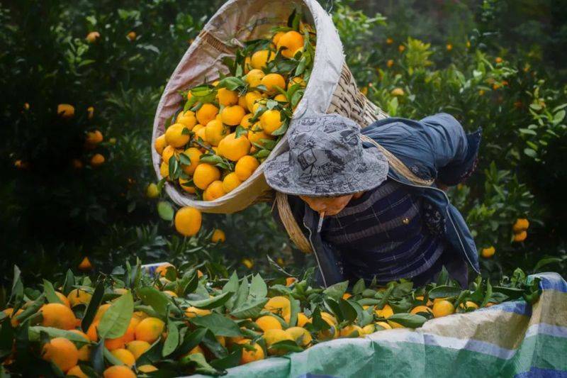中国最具种植前景水果
