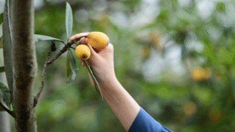 中国最具种植前景水果
