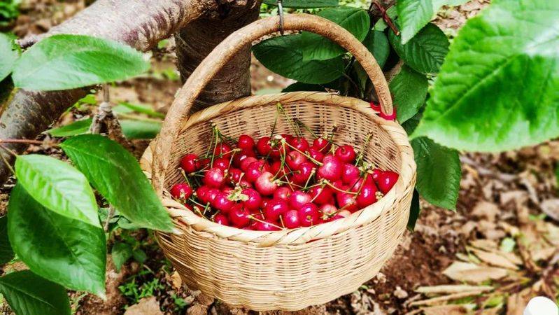 中国最具种植前景水果