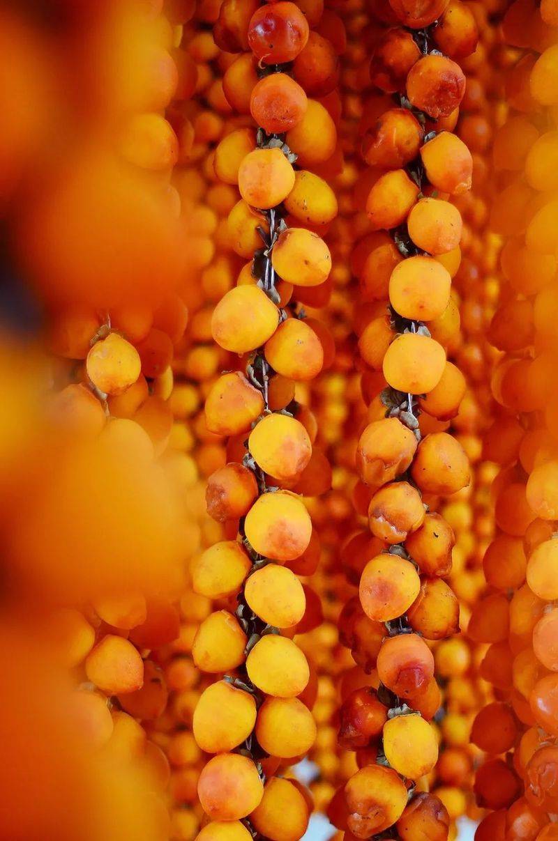 中国最具种植前景水果