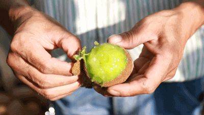 中国最具种植前景水果