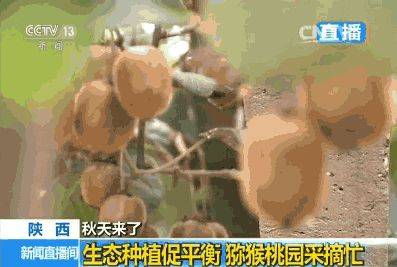 中国最具种植前景水果