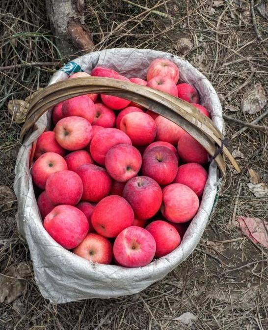 中国最具种植前景水果