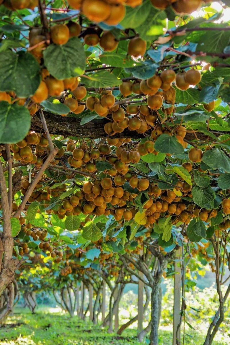 中国最具种植前景水果