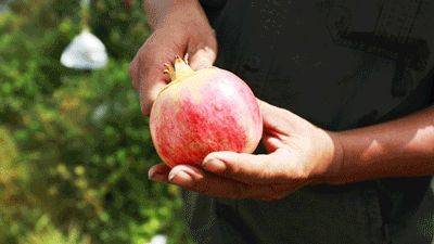 中国最具种植前景水果