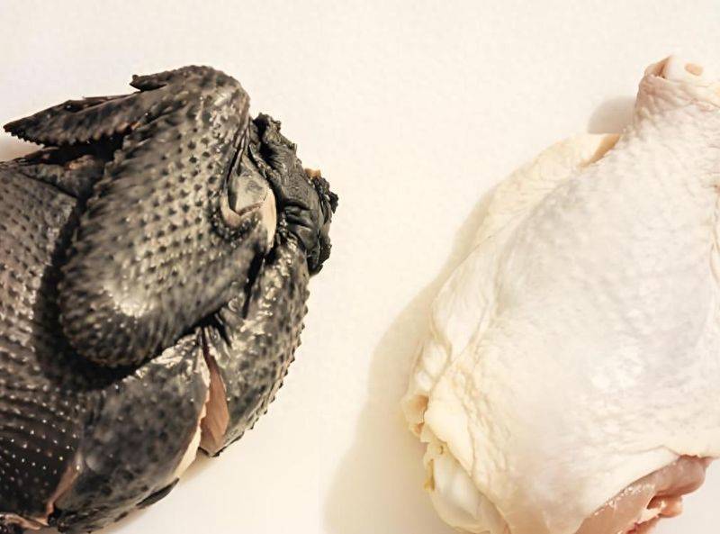 白羽乌鸡养殖成本与利润