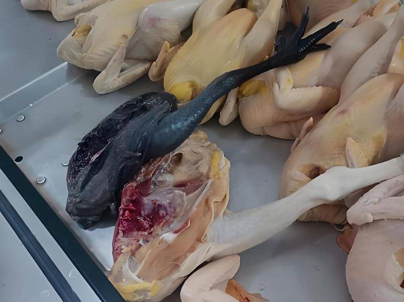 白羽乌鸡养殖成本与利润