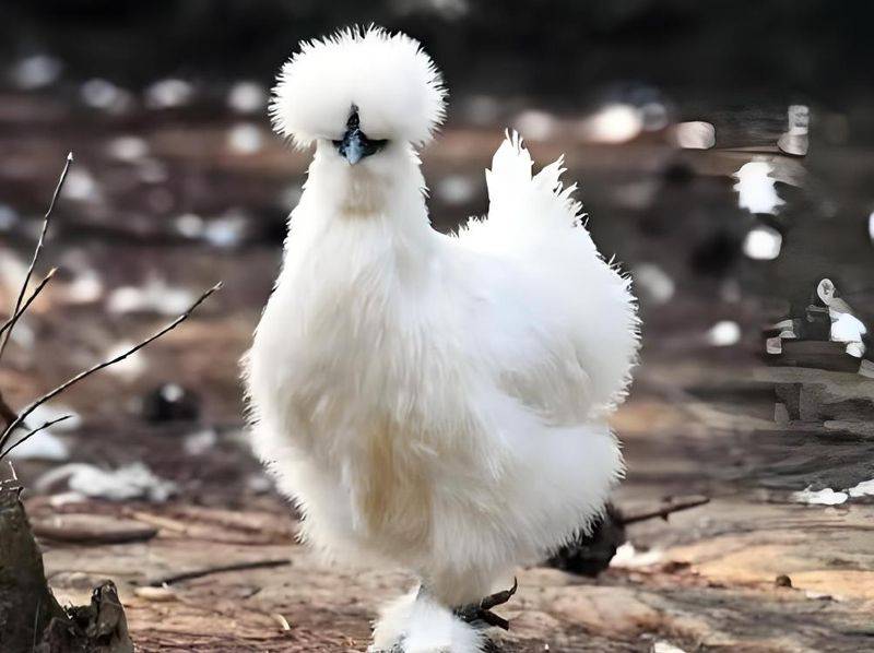 白羽乌鸡养殖成本与利润