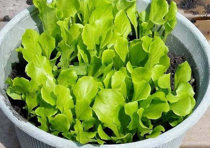 茼蒿菜种植技术