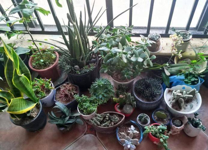 茼蒿菜种植技术