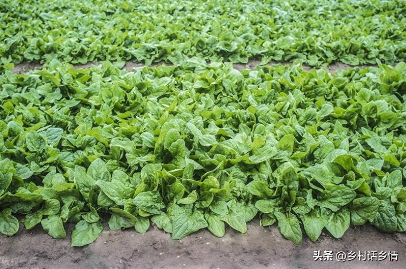 茼蒿菜种植技术