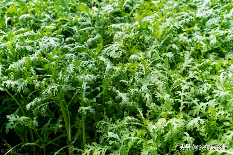 茼蒿菜种植技术