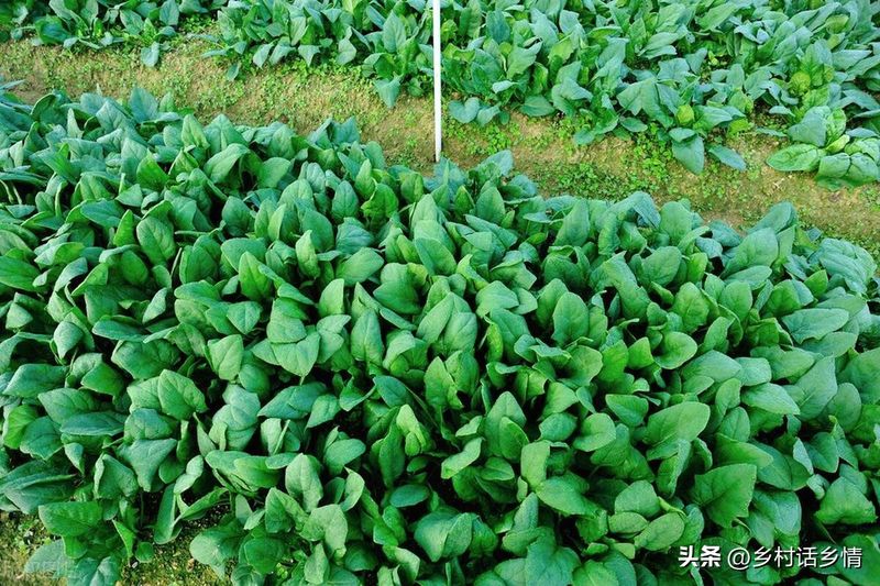 茼蒿菜种植技术