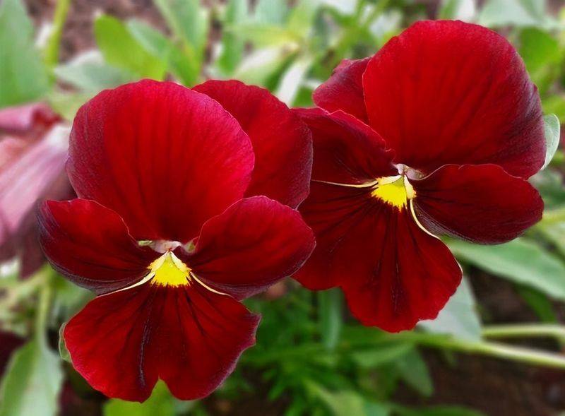 旱金莲种子种植方法