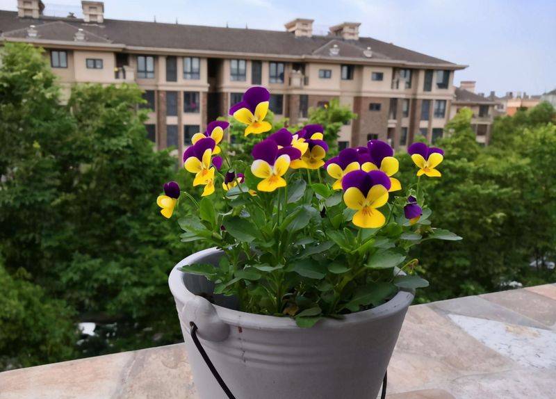 旱金莲种子种植方法