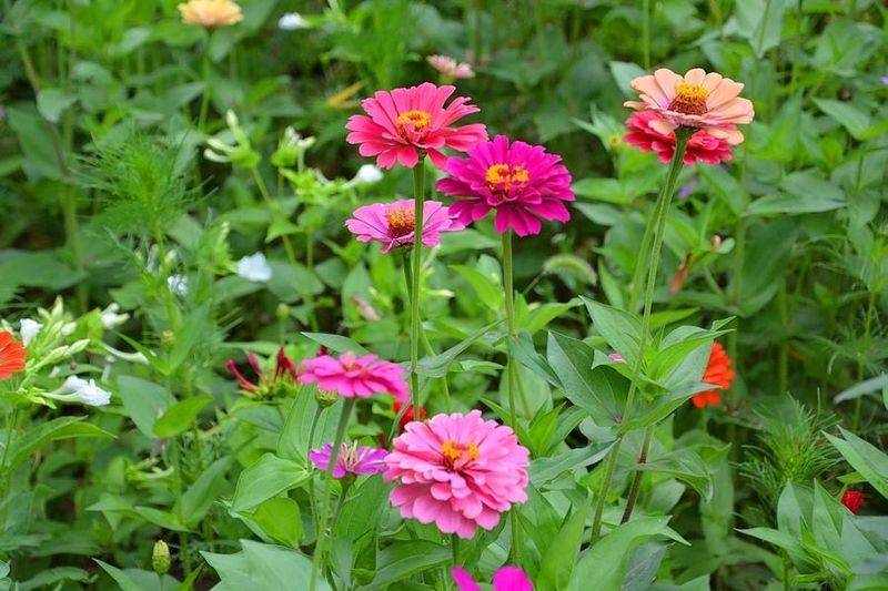 旱金莲种子种植方法