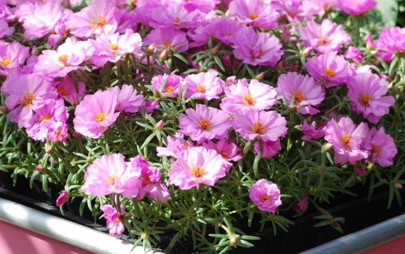 旱金莲种子种植方法